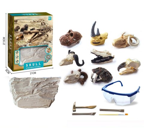 WYKOPALISKA ARCHEOLOG CZASZKI ZWIERZĄT TRIFOX