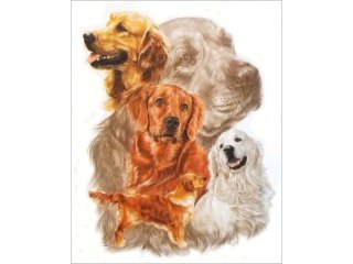 Haft Diamentowy, Obraz, Mozaika Diamentowa Diamond Painting, PIES - GOLDEN RETRIEVER 30x40cm DK