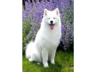 Haft Diamentowy, Obraz, Mozaika Diamentowa Diamond Painting, PIES SAMOYED 30x40cm DK