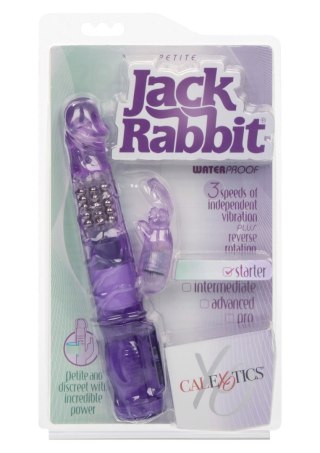 Petite Jack Rabbit Purple Calexotics