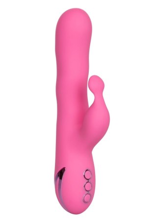 Santa Barbara Surfer Pink Calexotics