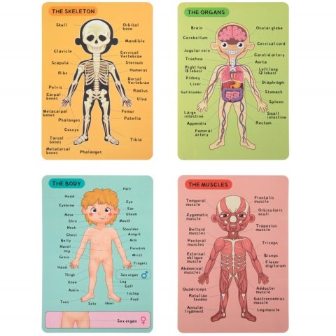 Tooky Toy Drewniane Puzzle Montessori Magnetyczne Nauka Anatomia Człowieka 78el. Tooky Toy Tooky Toy Drewniane Puzzle Montessori Magnetyczne Nauka Anatomia Człowieka 78el. Tooky Toy