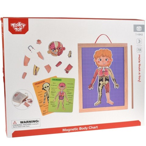 Tooky Toy Drewniane Puzzle Montessori Magnetyczne Nauka Anatomia Człowieka 78el. Tooky Toy Tooky Toy Drewniane Puzzle Montessori Magnetyczne Nauka Anatomia Człowieka 78el. Tooky Toy