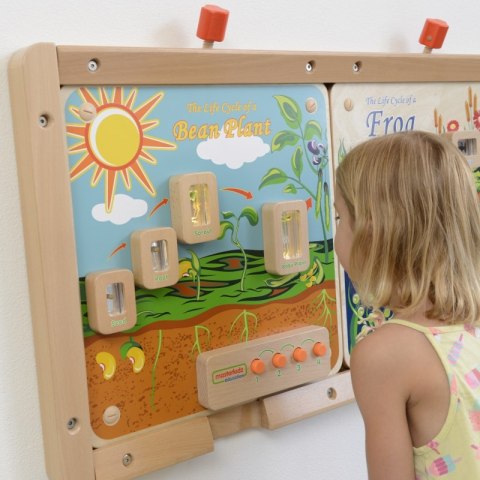 MASTERKIDZ Cykl Życia Rośliny Ścienna Tablica Edukacyjna Flex Masterkidz MASTERKIDZ Cykl Życia Rośliny Ścienna Tablica Edukacyjna Flex Masterkidz