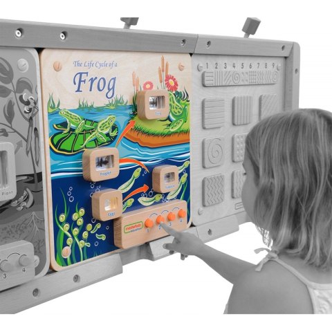 MASTERKIDZ Tablica Edukacyjna Ścienna Flex Montessori Cykl Życia Żaby Masterkidz MASTERKIDZ Tablica Edukacyjna Ścienna Flex Montessori Cykl Życia Żaby Masterkidz