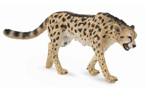 COLLECTA GEPARD KRÓLEWSKI COLLECTA GEPARD KRÓLEWSKI