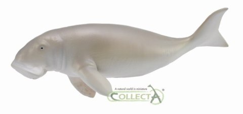 COLLECTA DIUGOŃ PRZYBRZEŻNY COLLECTA DIUGOŃ PRZYBRZEŻNY