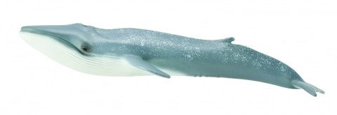 COLLECTA PŁETWAL BŁĘKITNY COLLECTA PŁETWAL BŁĘKITNY