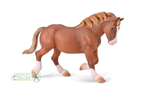 COLLECTA OGIER BRETOŃSKI MAŚCI KASZTANOWEJ COLLECTA OGIER BRETOŃSKI MAŚCI KASZTANOWEJ