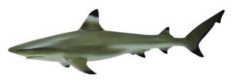 COLLECTA ŻARŁACZ RAFOWY CZARNOPŁETWY COLLECTA ŻARŁACZ RAFOWY CZARNOPŁETWY